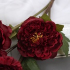 Цветы искусственные «Эустома Розанна», h=70 см, бордовые - Фото 2