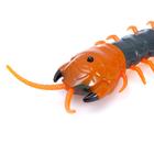 Животное радиоуправляемое «Сороконожка», работает от аккумулятора, свет, МИКС, уценка 10766951