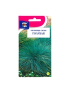 Семена цветов Овсяница "Сизая Голубая", 0,1 г (комплект 2 шт) - фото 44551273