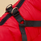 Комбинезон для собак со шлейкой «Моден», размер 18, ДС 40, ОГ 50, ОШ 38 см, красный - Фото 6