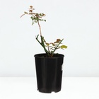 Саженец Розы "Мид Саммер", Горшок С4, Лето 2024 - фото 26620512