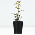 Саженец Розы "Папагено", Горшок С4, Лето 2024 - фото 26620516