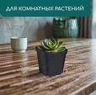 Горшок для рассады, 200 мл, 6.5×6.5×7 см, пластик, чёрный, Greengo - Фото 4