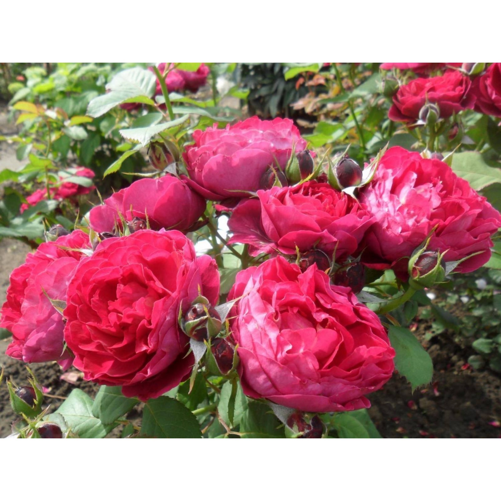 Высота шрабов роз. Розы для презентации. Высота шрабов роз. Розы клаймберы сорта. Высота шрабов роз.