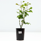 Саженец Розы "Сивил", Горшок С4, Лето 2024 - фото 26181027