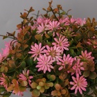 Искусственный цветок в горшке «Очиток комнатный», 17×10 см, МИКС - Фото 2