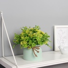 Искусственный цветок в горшке «Очиток комнатный», 17×10 см, МИКС - Фото 3