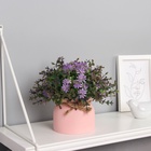 Искусственный цветок в горшке «Очиток комнатный», 17×10 см, МИКС - Фото 4