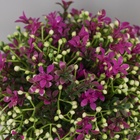 Искусственный цветок в горшке «Бувардия галант», 17×10 см, МИКС - Фото 2