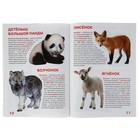 Большая книга для любознательных мальчиков и девочек «Детёныши животных» - Фото 3