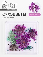 Сухоцветы для декора «Цветочная поляна», в футляре, МИКС - Фото 1