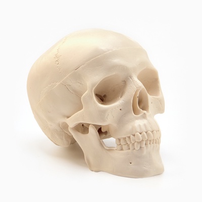 Анатомическая модель «Макет черепа человека», мини, 10×10 см