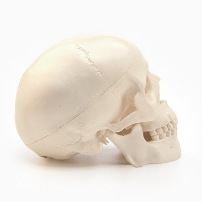 Анатомическая модель «Макет черепа человека», мини, 10×10 см