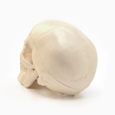 Анатомическая модель «Макет черепа человека», мини, 10×10 см