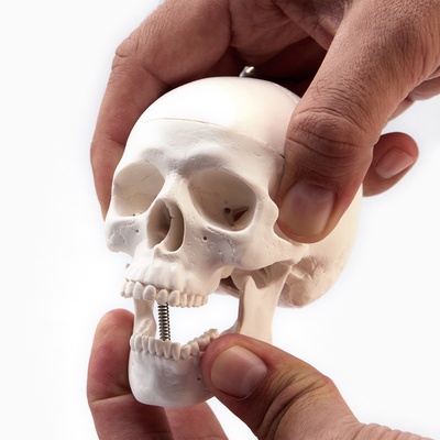 Анатомическая модель «Макет черепа человека», мини, 10×10 см