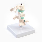 Анатомическая модель «Макет позвоночника в разрезе», 8×7 см - Фото 2