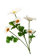 Цветы искусственные «Космея леди галант», 57×8 см, белые - Фото 8