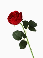 Цветы искусственные "Роза леди каскад, с шипами" 57х8 см, красный - фото 809177940