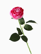 Цветы искусственные "Роза леди каскад, с шипами" 57х8 см, бело-розовый - фото 809177946