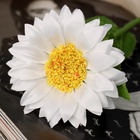 Цветы искусственные «Гербера шёлк галант», 45×9 см, белые - фото 51799229