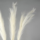 Сухоцветы искусственные «Пампасная трава», 1 метр, 3 шт., молочный - Фото 2