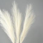 Сухоцветы искусственные «Пампасная трава», 70 см, 3 шт., молочный - Фото 2