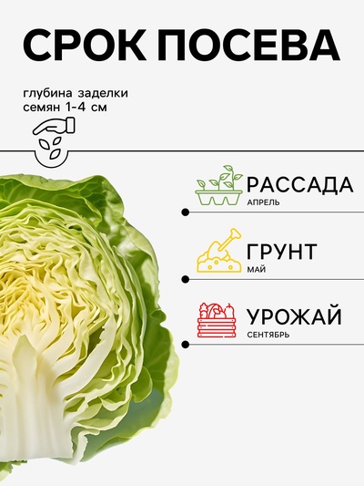 Семена Капуста белокочанная, «Ларсия», F1, 15 шт., Seminis, «Агрос»