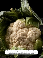 Семена Капуста цветная, «Абени», F1, 10 шт., Seminis, «Агрос»  (артикул 10839965)  большой выбор товаров оптом и в розницу по низким ценам с доставкой