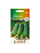 Семена Огурец, «СВ 4097 ЦВ», F1, 8 шт., Seminis, «Агрос» - Фото 5