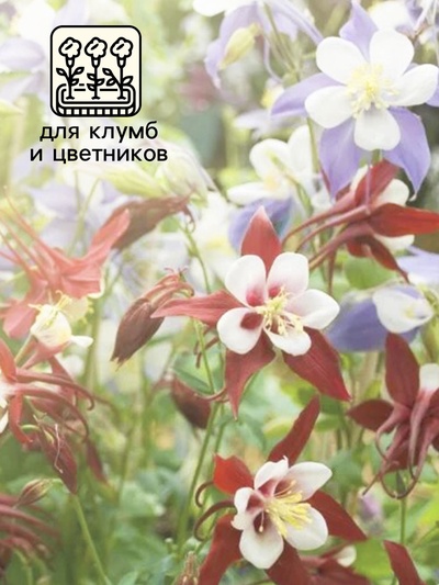 Семена Аквилегия «Радуга», 0.1 г, «Агрос»