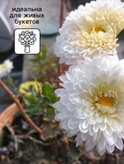 Семена Астра «Принцесса Корина», 0.3 г, «Агрос» - Фото 4