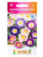 Семена Вьюнок трехцветный «Тилл», 0.5 г, «Агрос» (комплект 4 шт) - фото 68152806