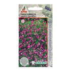 Семена Гипсофила «Джипси Дип Роуз», 5 шт., Sakata, «Агрос» - Фото 1