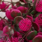 Букет искусственный «Одуванчик галант», h=30 см, МИКС - Фото 2