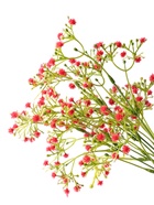 Букет искусственный «Гипсофила галант», h=31 см, МИКС - Фото 5