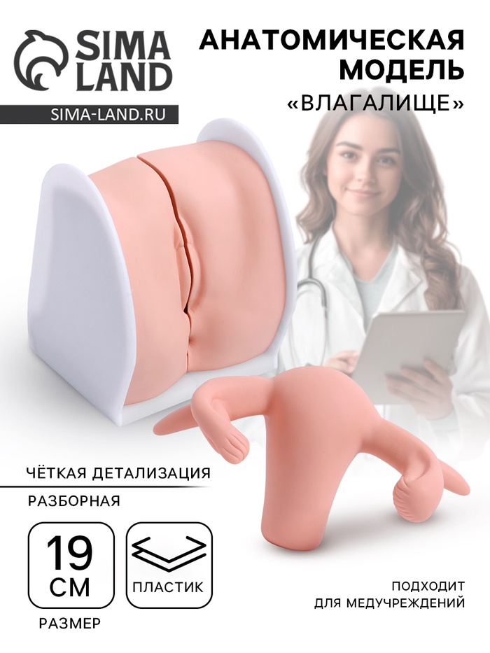 Анатомическая модель «Влагалище», разборная - Фото 1
