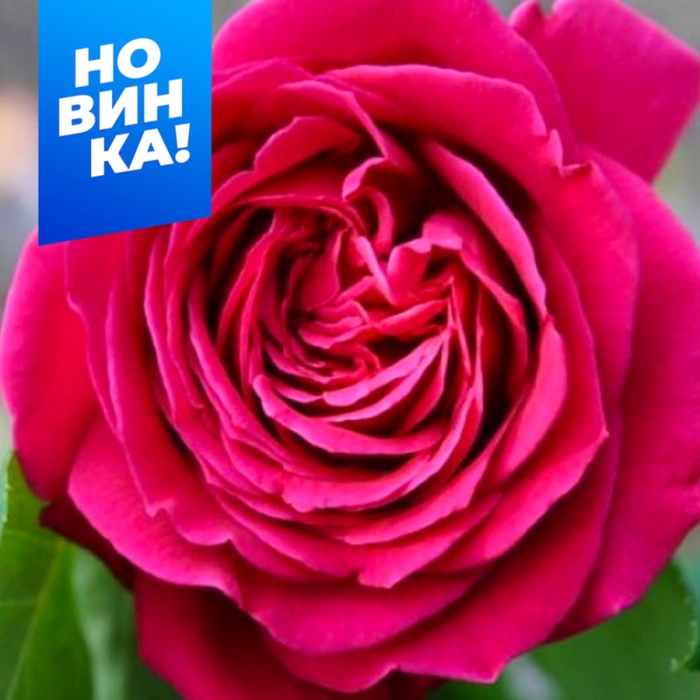 Роза Чайно-гибридная Домайн Дитьер Весна 2025 - Фото 1