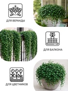 Семена цветов Дихондра «Волшебник Изумрудного города», 3 шт. - Фото 3