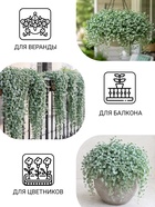 Семена цветов Дихондра «Серебристый водопад», 3 шт. - Фото 3