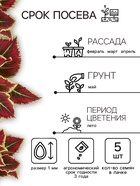 Семена цветов Колеус балконный "Бургундское вино", ц/п, 5 шт - Фото 2