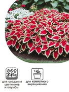 Семена цветов Колеус балконный "Бургундское вино", ц/п, 5 шт - Фото 3