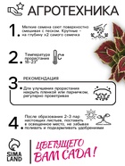 Семена цветов Колеус балконный "Бургундское вино", ц/п, 5 шт - Фото 4