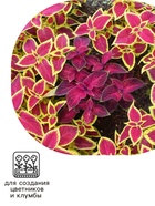 Семена цветов Колеус блюме "Райнбоу" смесь сортов, ц/п, 0,05 г - Фото 5