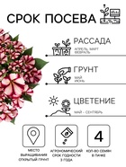 Семена цветов Петуния «Изи вейв» F1, бургунди стар, 4 шт. - Фото 2