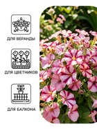 Семена цветов Петуния «Изи вейв» F1, бургунди стар, 4 шт. - Фото 3