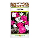 Цветы Смолевка Сивилла (10шт) - Фото 1