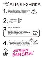 Семена комнатных цветов Колеус "Блюма Радуга", набор 5 шт 10839808 - фото 16170003