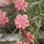 Букет искусственный «Олеандр леди», h=29 см, МИКС, с напылением (комплект 2 шт) - фото 28811587