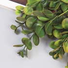 Букет искусственный «Пеперомия элит», 32 см, МИКС 10709119