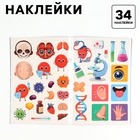 Обучающий набор «Тело человека», рамка-вкладка и книга с наклейками - Фото 4